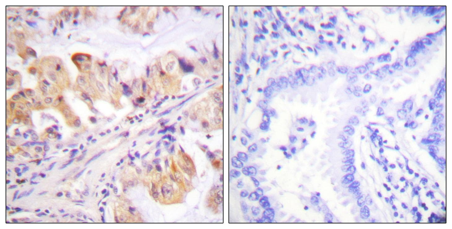 PTGES3 / p23 Antibody (p113)