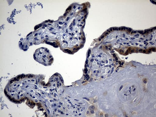 AGO1 / EIF2C Antibody (aa226-490, clone OTI4G1, Carrier-free)