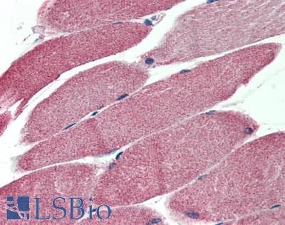 IHC-plus™ TXNIP Antibody (aa300-350)