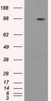 APP / Beta Amyloid Precursor Antibody (clone OTI4C3, Carrier-free)
