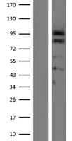 PCSK4 Protein (Over-Expression Lysate Myc-DDK (Flag))