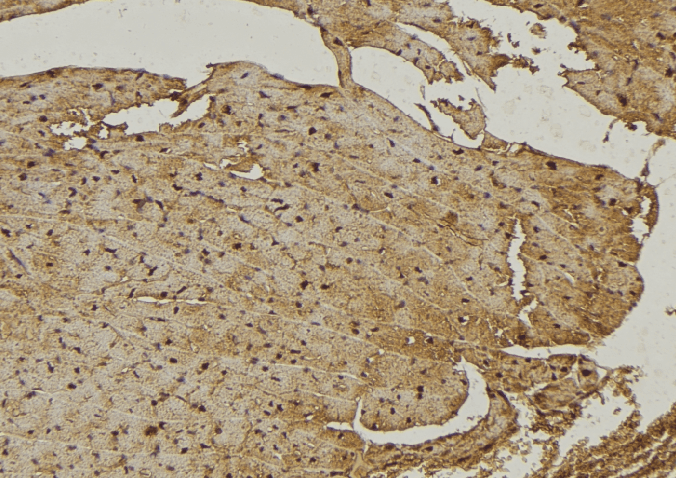 NEU4 Antibody