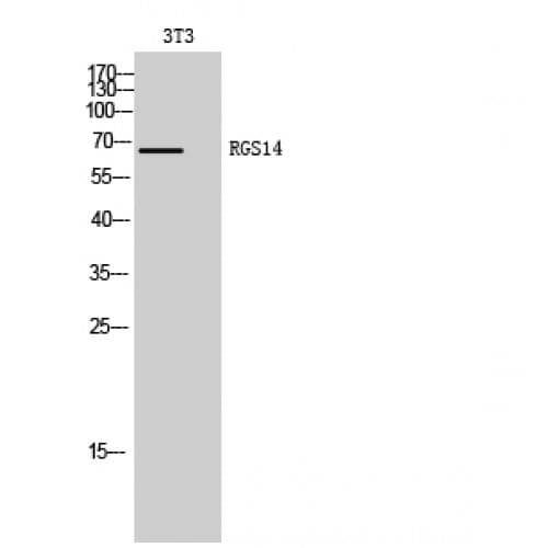 RGS14 Antibody (100-180 aa, Internal)