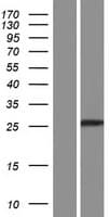 PRXL2A / FAM213A Protein (Over-Expression Lysate Myc-DDK (Flag))