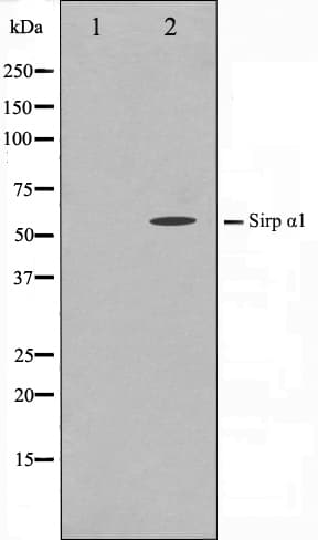 SIRPA / CD172a Antibody