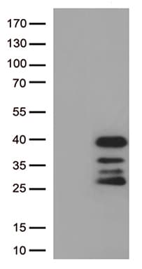 DRGX Antibody (aa1-263, clone OTI2C11)