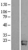 ALG13 Protein (Over-Expression Lysate Myc-DDK (Flag))