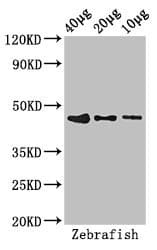 BMP2 Antibody