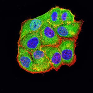 BCL2L10 / Diva Antibody (clone 8A2F9)