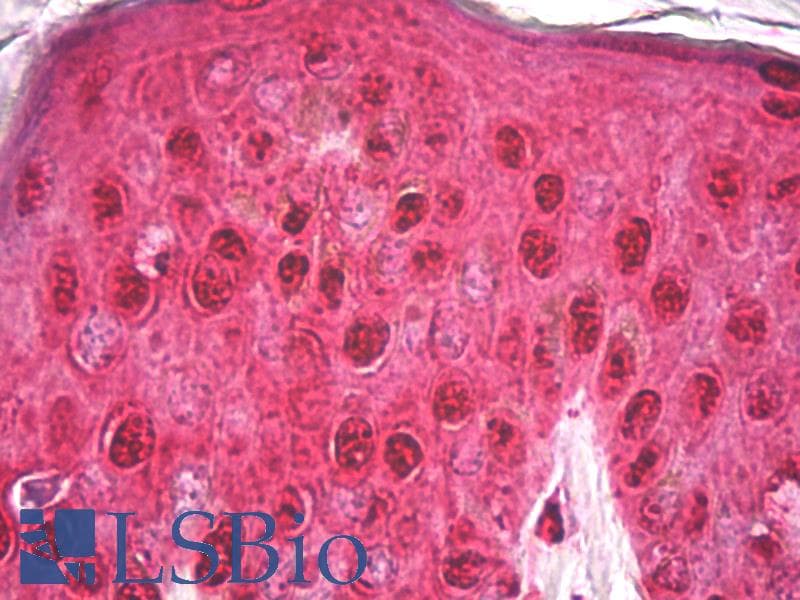 IHC-plus™ GAPDH Antibody (clone 4G5)