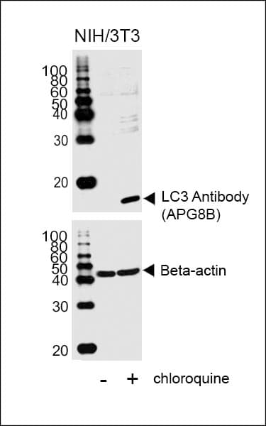 Polyclonal Rabbit anti-Human MAP1LC3B / LC3B Antibody (aa1-30, IHC, IF, WB)