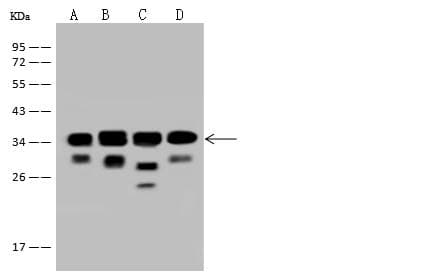 EIF3J Antibody