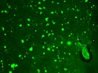 HCN2 Antibody (aa761-863, clone S71-37, Biotin)
