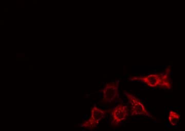 MYLIP / IDOL Antibody
