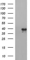 Apolipoprotein A-V Antibody (clone OTI3A5, Carrier-free)