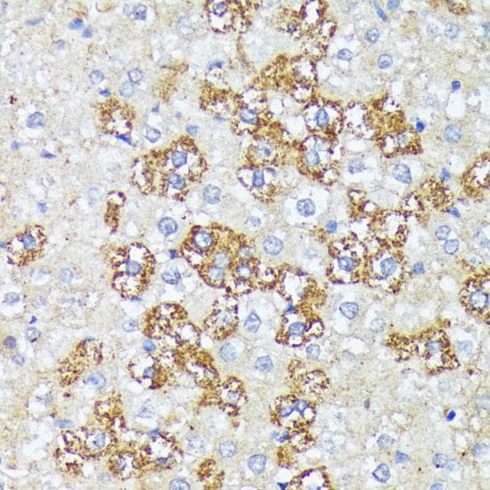 WNT1 Antibody