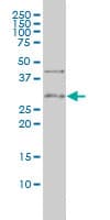 CD27 Antibody (clone 1E2-A3)