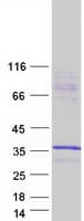 Human STX1A / Syntaxin 1A Protein (Recombinant Myc-DDK (Flag))