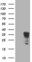 LENG1 Antibody (clone OTI7E10)