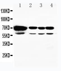 Polyclonal Rabbit anti-Human HSPA2 Antibody (aa580-599, WB)