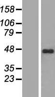 ZNF785 Protein (Over-Expression Lysate Myc-DDK (Flag))