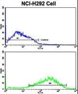 TNK2 / ACK1 Antibody (aa10-39)