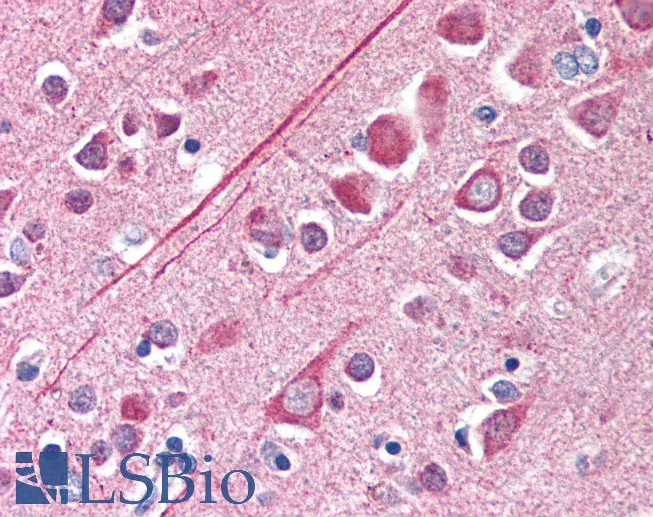 TUBB / Beta Tubulin Antibody (N-Terminus, DY650)