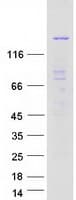 Human MINK1 / MINK Protein (Recombinant Myc-DDK (Flag))