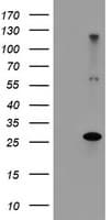 Monoclonal Mouse anti-Human RFXANK Antibody (clone OTI3B4, IF, WB)