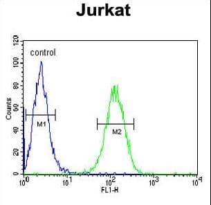 Polyclonal Rabbit anti-Human UTP6 Antibody (aa16-43, WB)