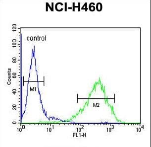 GRAB / RAB3IL1 Antibody (aa297-325)