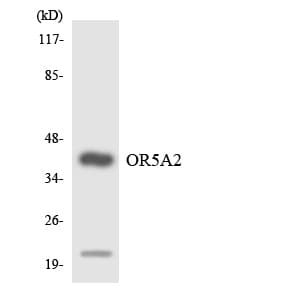 Polyclonal Rabbit anti-Human OR5A2 Antibody (aa257-306, WB)