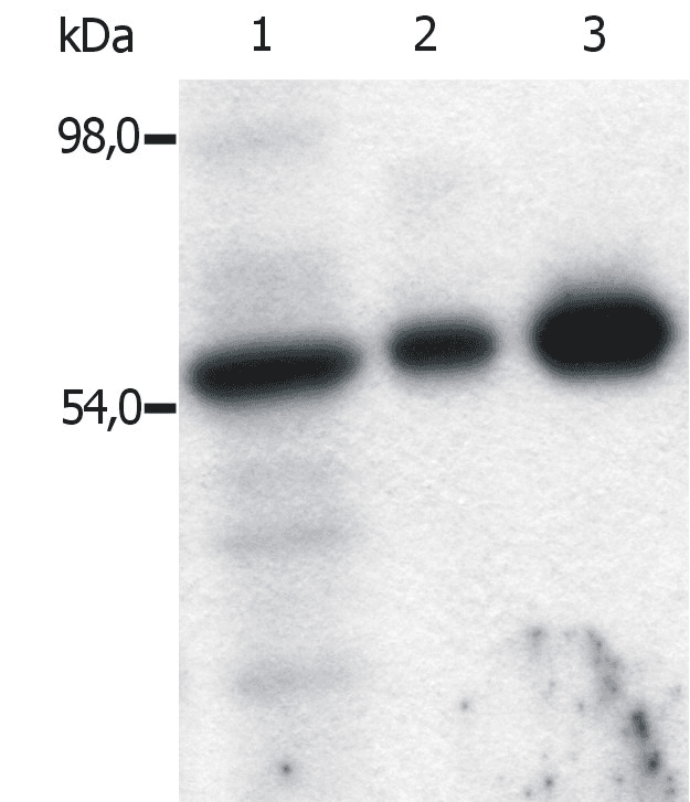 IHC-plus™ Monoclonal Mouse anti-Human SYN / FYN Antibody (clone FYN-01, aa7-176, IHC, WB)