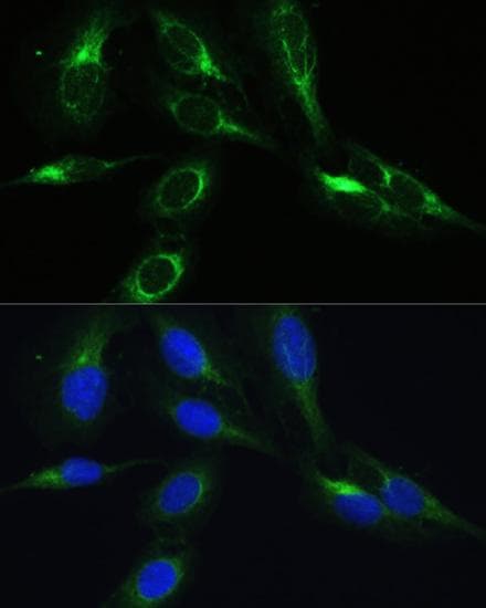 C3orf10 Antibody