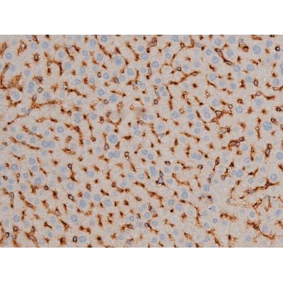 Polyclonal Rabbit anti-Human BCL2 / Bcl-2 Antibody (phospho-Ser70, IHC, IF, WB)