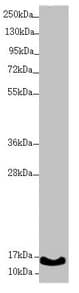 UQCC2 / MNF1 Antibody