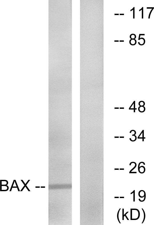 BAX Antibody (p167)