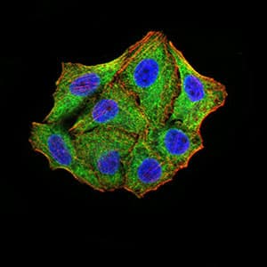 Monoclonal Mouse anti-Human TRIM25 Antibody (clone 5B5B12, IHC, IF, WB)
