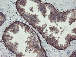 TSC22D1 / TSC22 Antibody (clone OTI3B7)