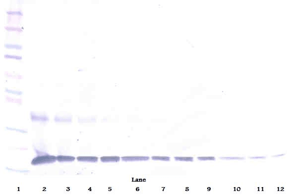 IL1A / IL-1 Alpha Antibody (Biotin)