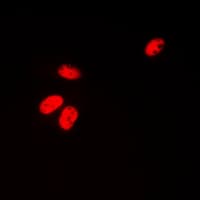 CCNH / Cyclin H Antibody (C-Terminus)