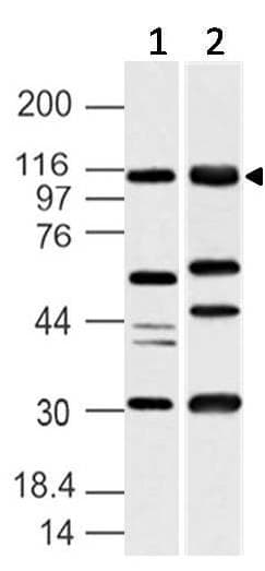 Polyclonal Rabbit anti-Human UBE1L2 / UBE1L2 Antibody (aa710-955, WB)