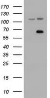ZIM2 Antibody (clone OTI6D12)