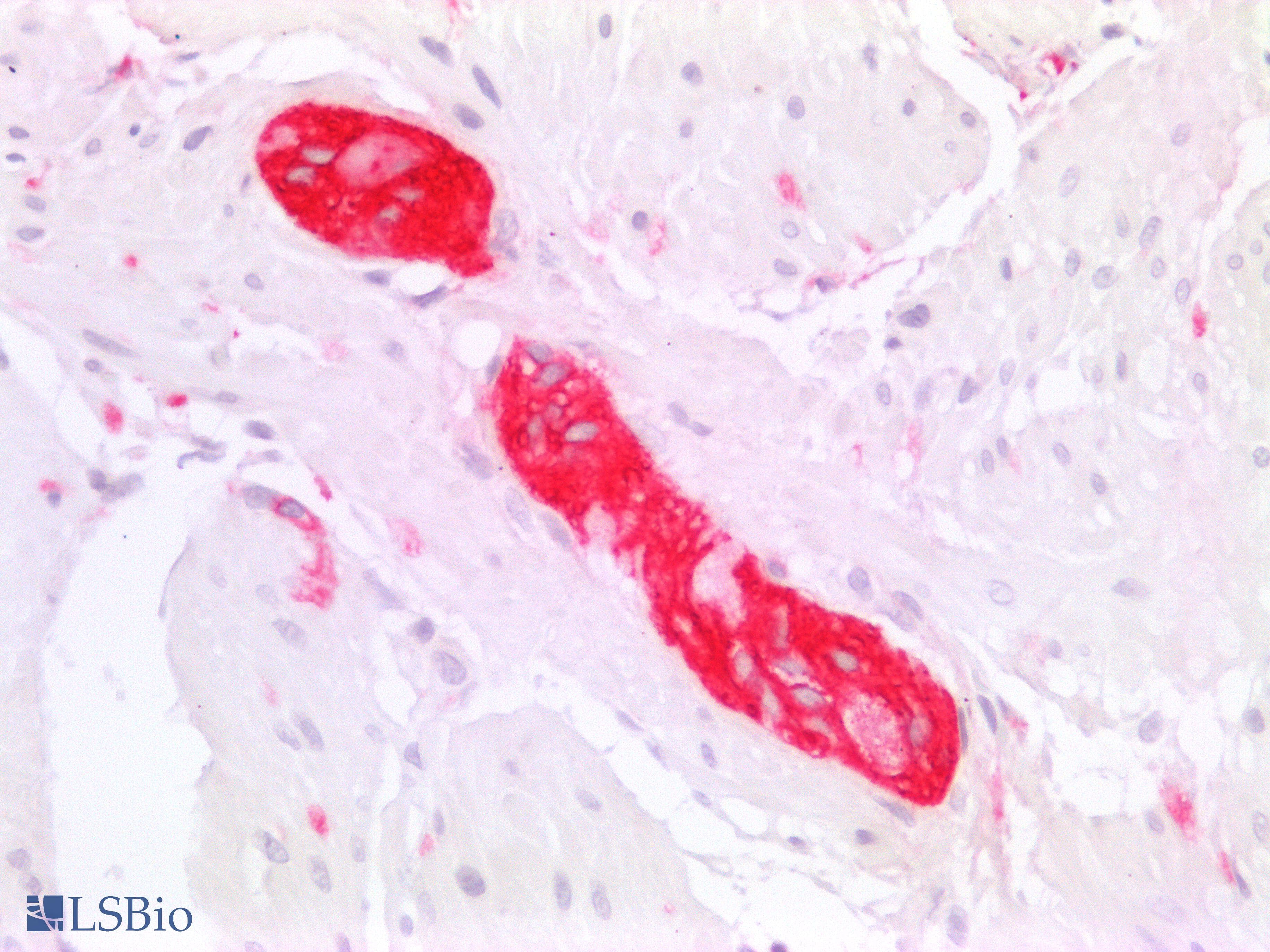 PathPlus™ NGFR / CD271 / TNR16 Antibody