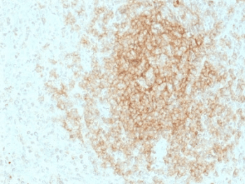 CR2 / CD21 Antibody (clone CR2/1953, Azide-free, BSA-free)
