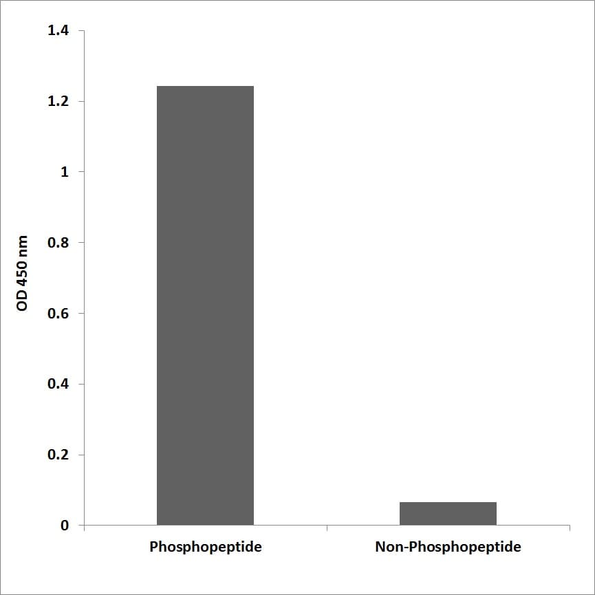 CENPA / CENP-A Antibody (phospho-Ser7)