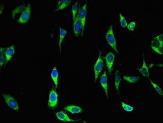 Polyclonal Rabbit anti-Human DUSP19 / SKRP1 Antibody