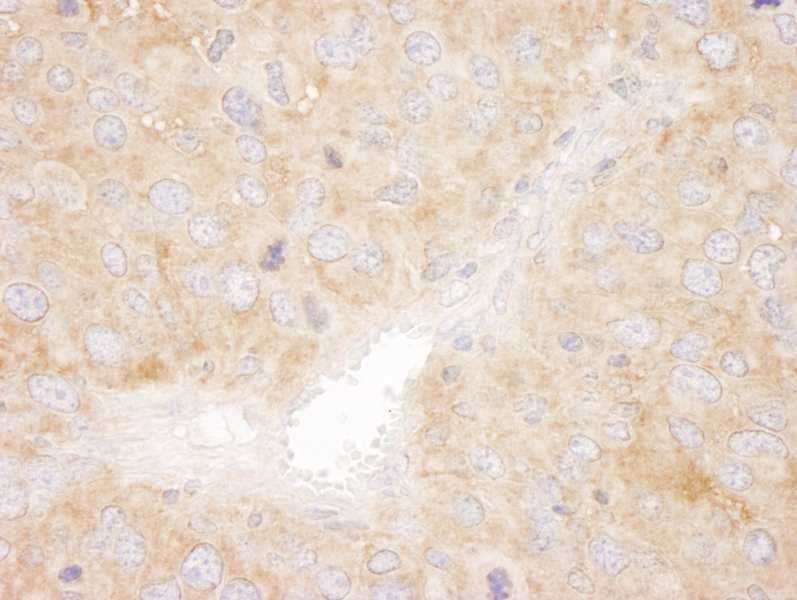 SNX1 Antibody (aa475-C-term)