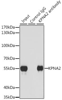 IHC-plus™ KPNA2 / Importin Alpha 1 Antibody
