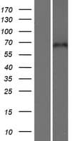 CPNE5 Protein (Over-Expression Lysate Myc-DDK (Flag))